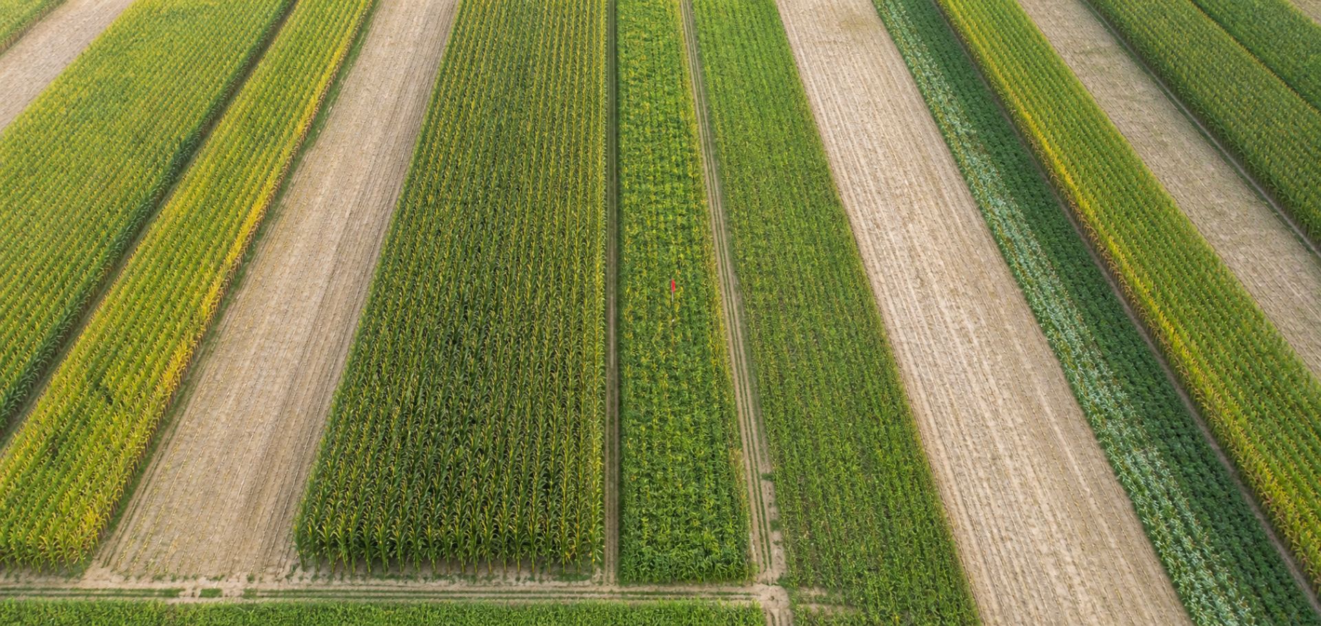 Aerial view of parallel crop trial strips in early autumn